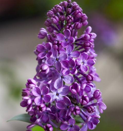 暗处|家里“3种花”不能见光,放暗处“摆好”,叶片油亮、花儿开得旺