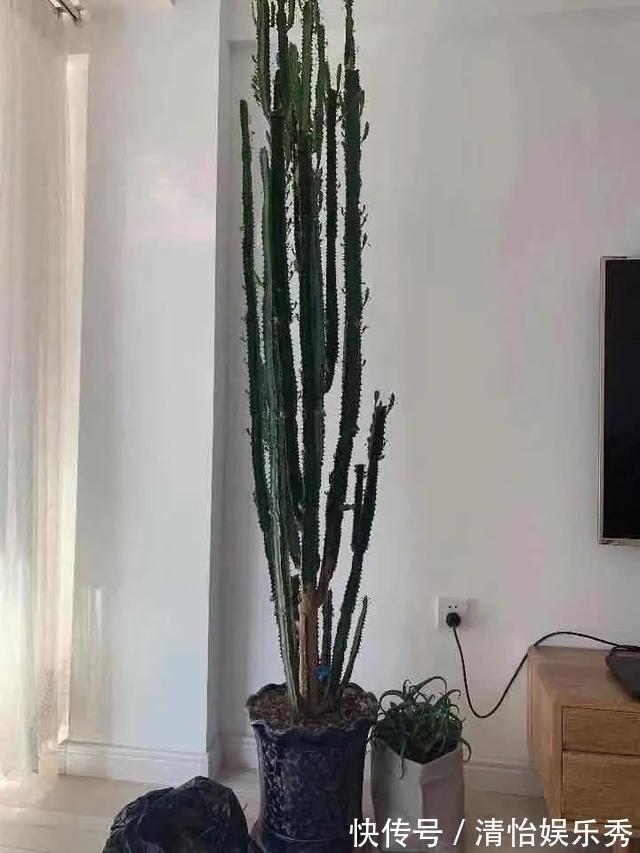 养护|8种“丑花”,个个都有好兆头,家里养几盆,镇宅吉祥,越养越爱