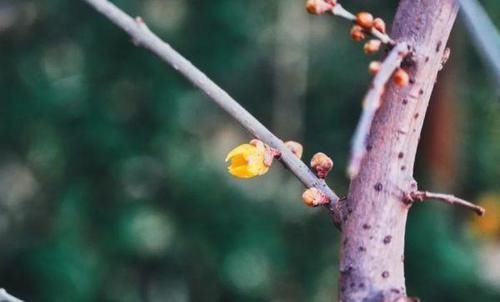 珠珠|花期正好!趵突泉畔的玉兰蜡梅绽放啦!喜气洋洋迎新春!