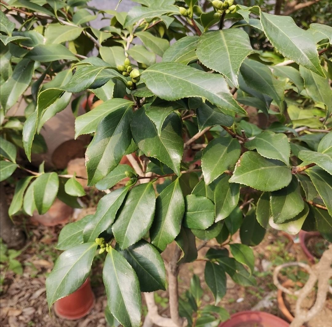 立秋以后，4种花别再修剪，否则影响正常开花