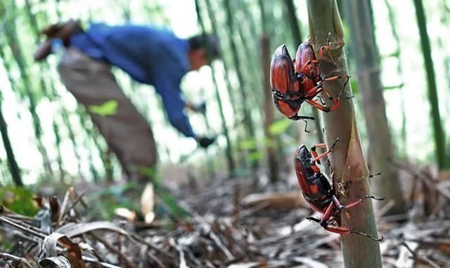 竹笋|靠吃竹笋长大,儿时一抓十几只,火一烤就能吃,如今养殖2元一只