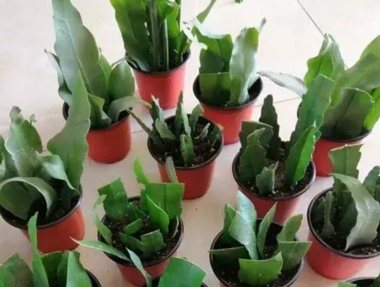 养花就养这几款,好养易开花,花香四溢飘满屋,美爆了