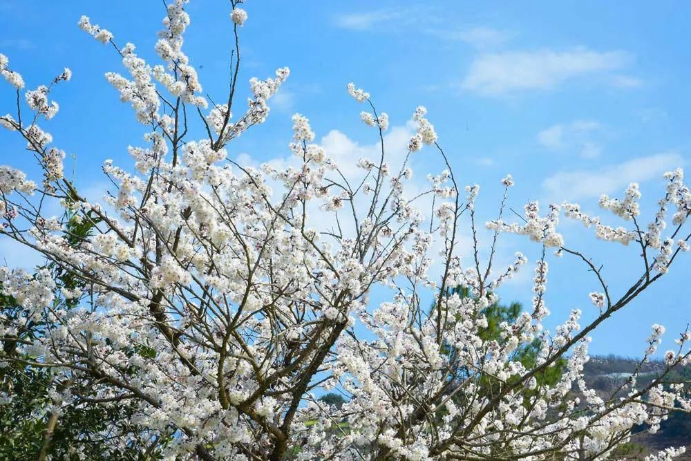 中年|争奇斗艳！春天游贵州从赏花开始