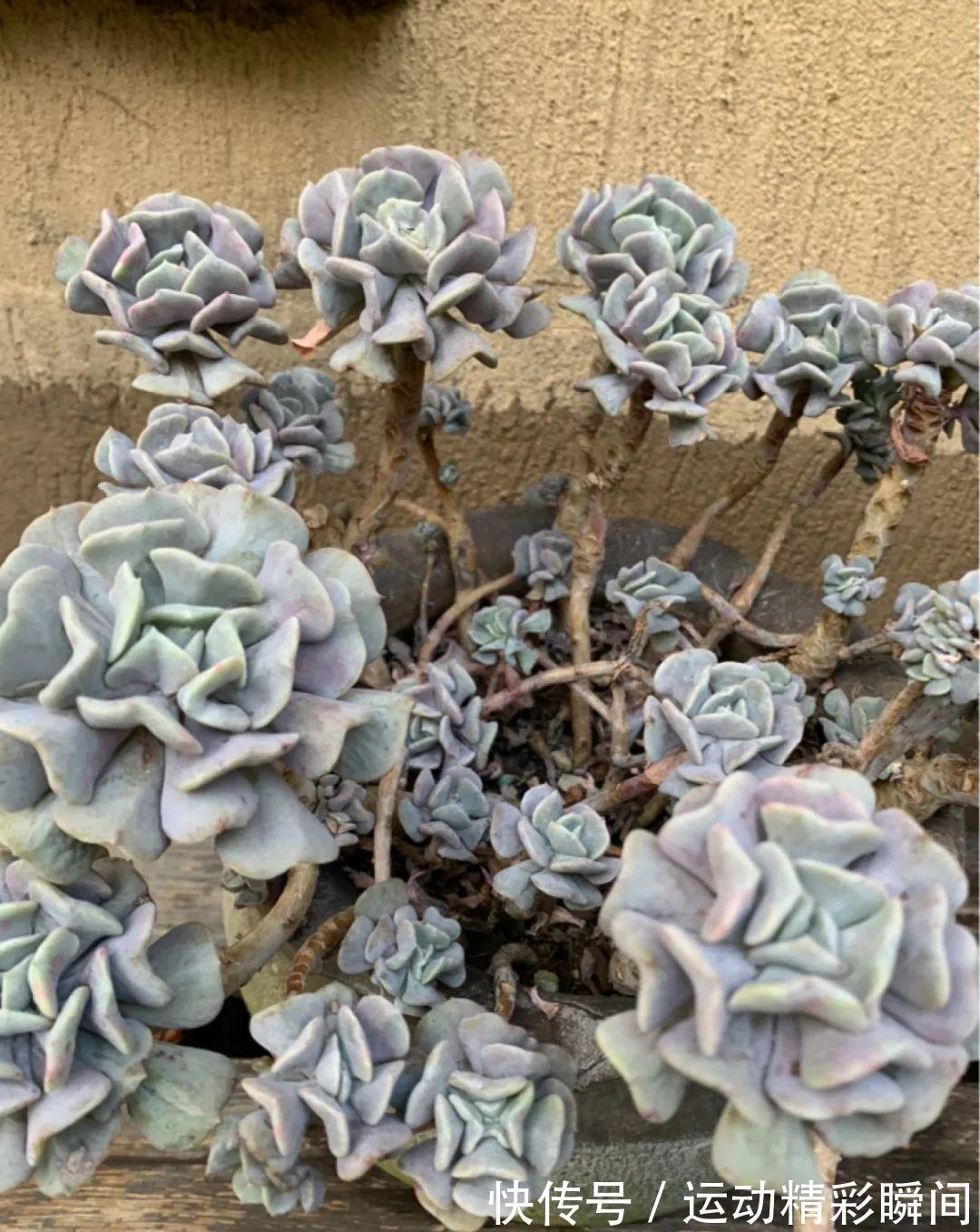 十几年的多肉“妖精”,自然老桩头,造型太美