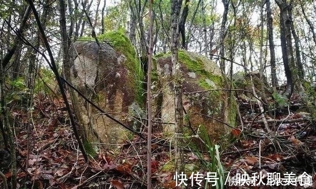 内炼一口气,不接触土壤都能生根,兰花原来是这么生长的