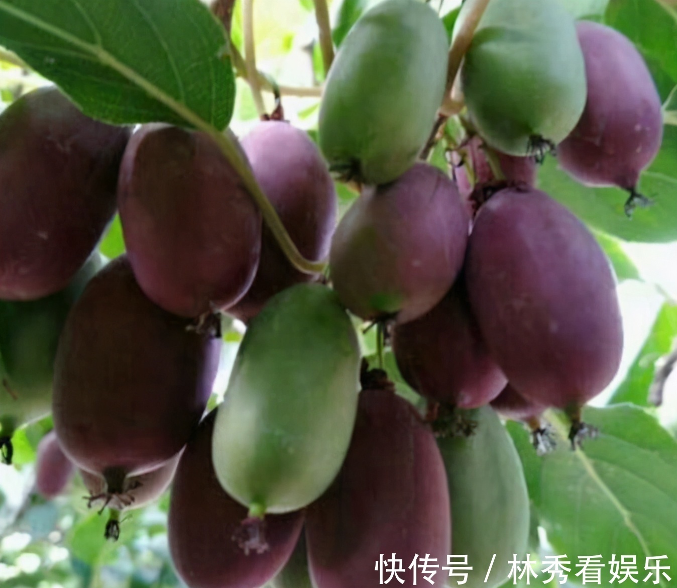 走红|院子里别养无花果树了,一果树新品种走红,栽越多越好