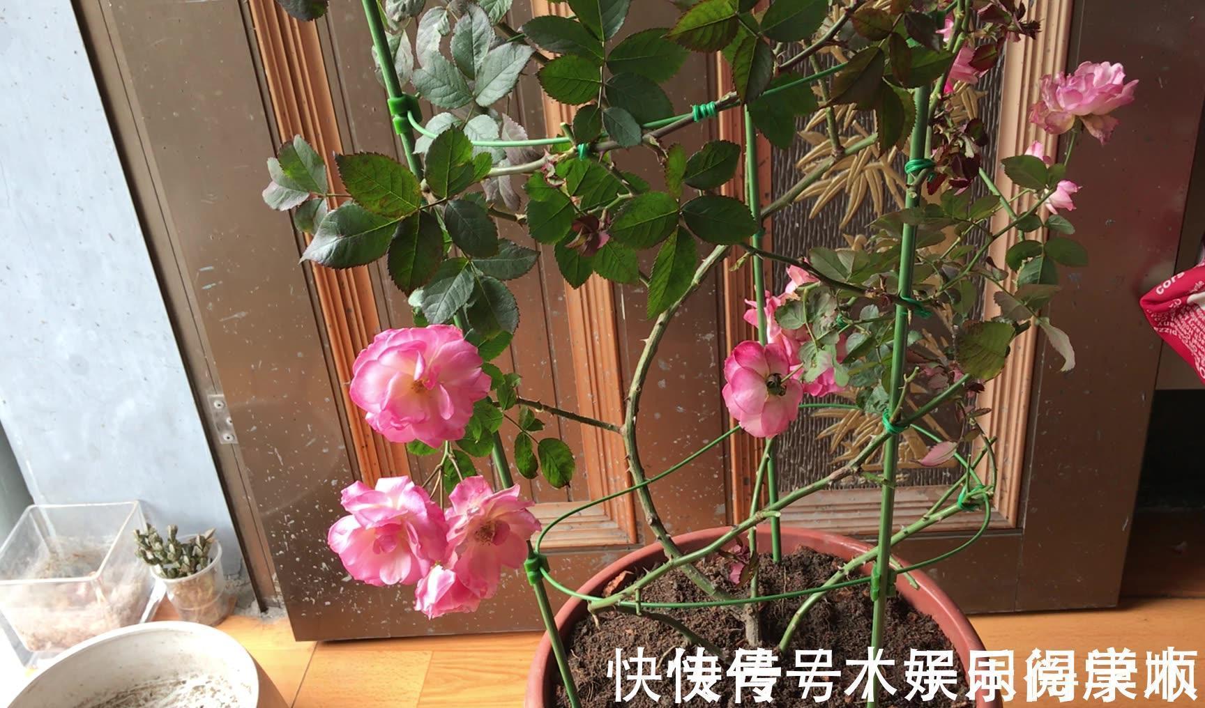 4种花要富养,根多“爱吃土”喜欢大花盆,用对了利于生长和开花