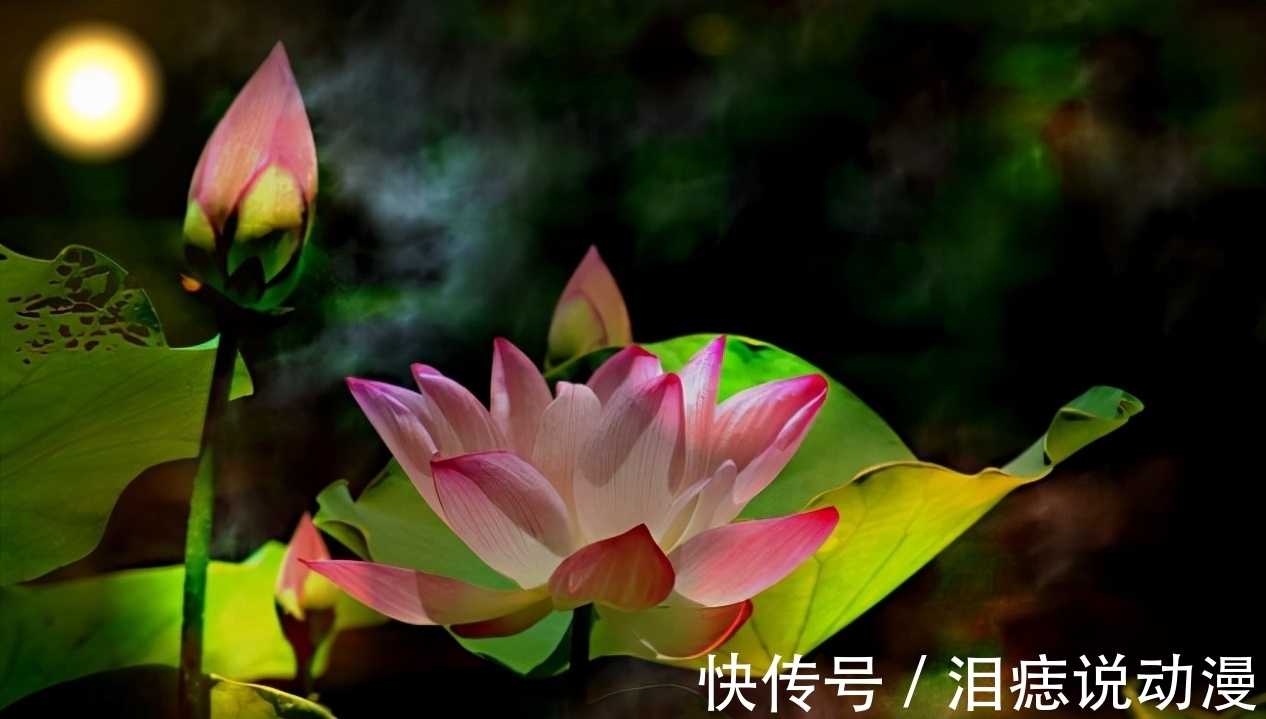 梦杳|「原创诗词」三人行|几许夜阑沉醉 莫叹霜痕今老