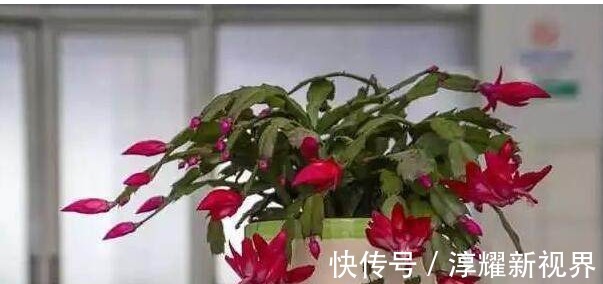 叶片|君子兰、长寿花、蟹爪兰总不开花,可能盆里缺点它,加一点就开花