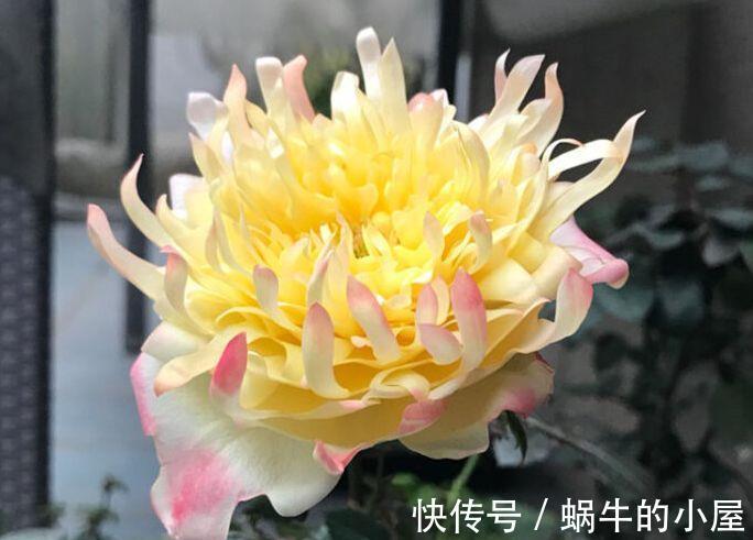 迷人|从8月20日开始,家养此款花卉,花朵烂漫迷人,美爆阳台!