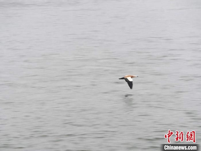 吉林“鸟叔”春节护鸟不停歇：见证“生态过年”走俏