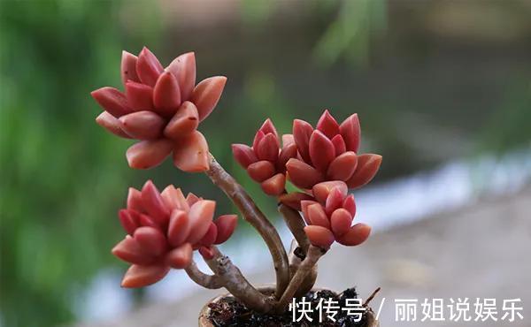 喜欢多肉就养“普货6宝”,耐寒又耐热,轻松一养就出状态