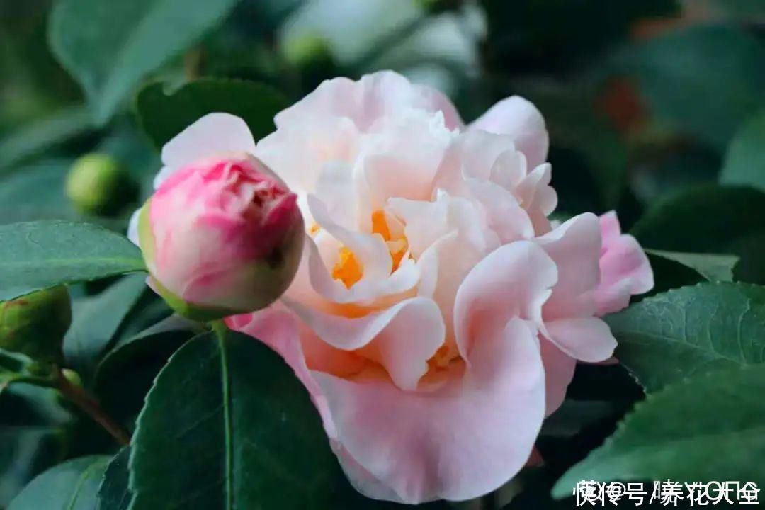  掉花苞|花还没开，花苞掉了一地，再不管就完了