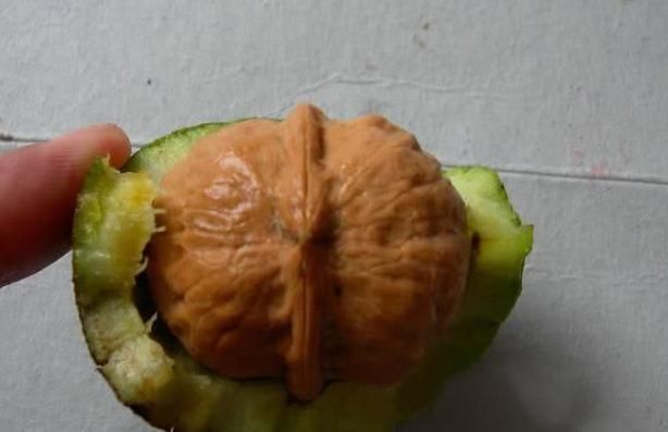 补充蛋白质|清晨空腹吃几个核桃,坚持下去,5件“喜事”将会不请自来