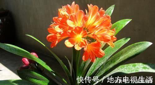 茂盛|什么营养液都不如“它”,土里埋一勺,盆土变肥沃,啥花都“茂盛”