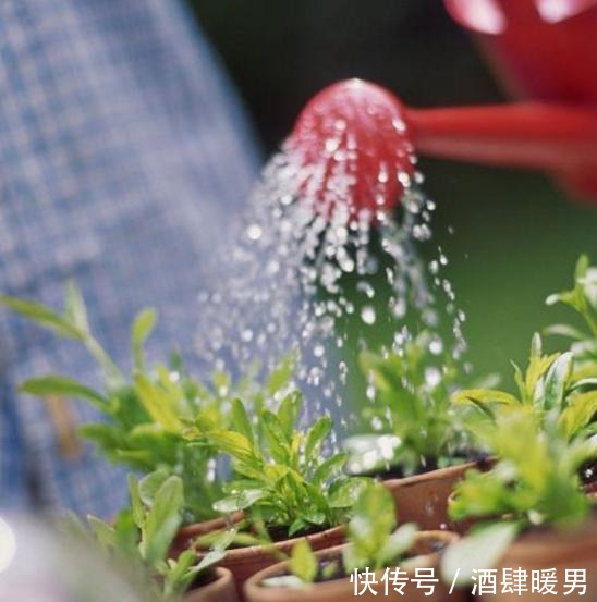 淘米水、羊粪水都不如2种肥,啥花都通用,养啥花爆啥花!