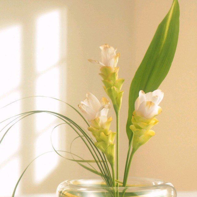 唐诗宋词#《爱上朗诵、塑造优雅的自己》