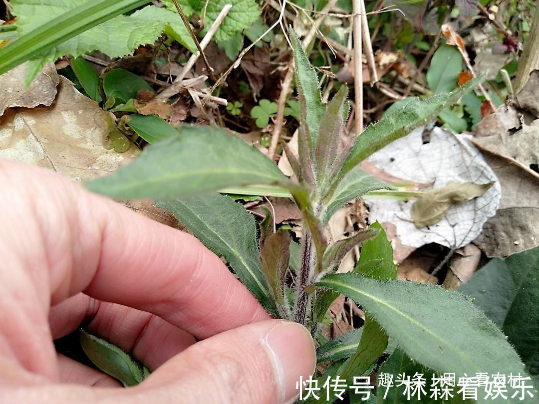 野菜|好难吃!怎么看都不像是野菜,一盘卖几十元,不知道哪里来的自信