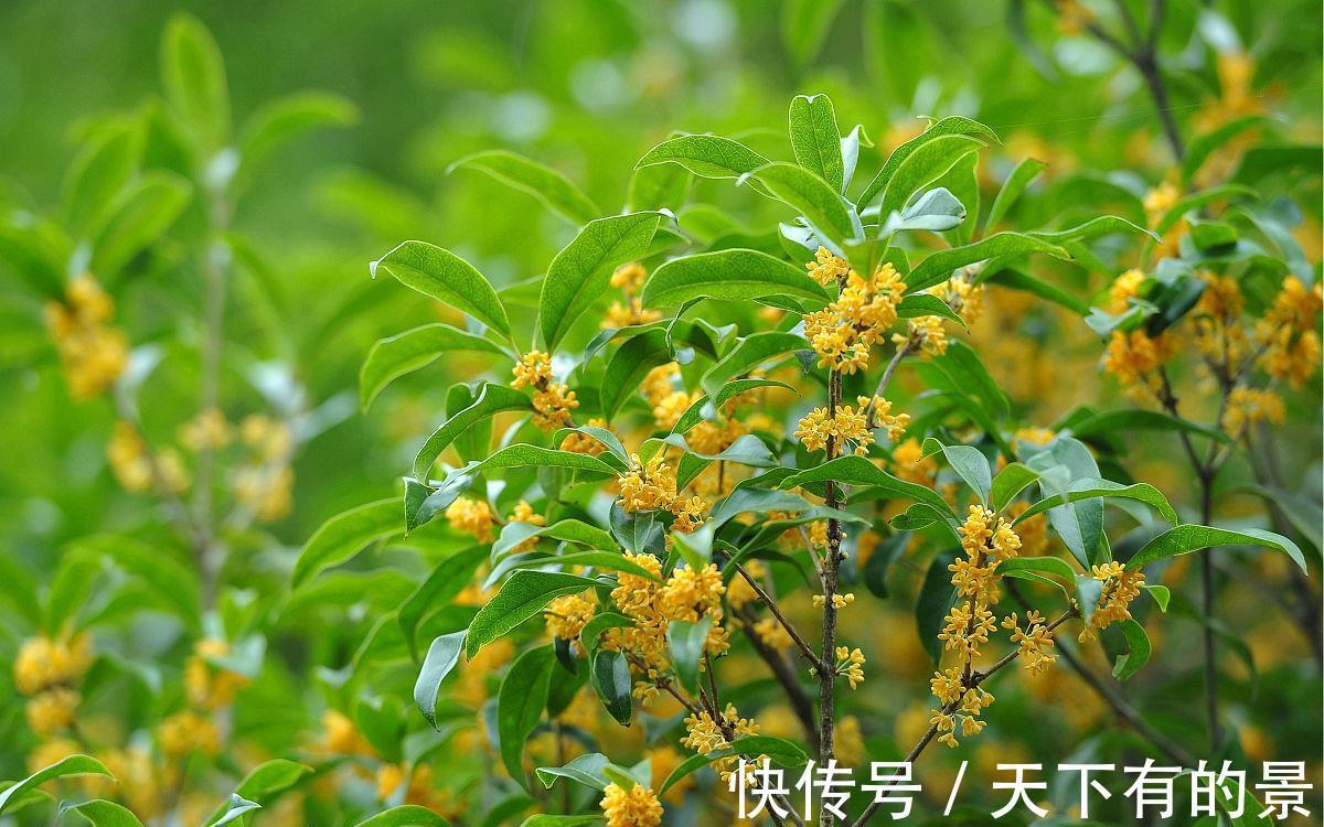 种植|俗语“桂花门前栽,贵人立门内”,桂花寓意这么好,在家如何养?