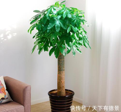 耐旱|家里养3种花,不能多浇水,否则黄叶又烂根!