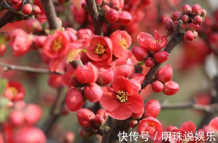 阳台|此款花卉,好养易爆盆,花叶俱美,养盆放阳台美极了