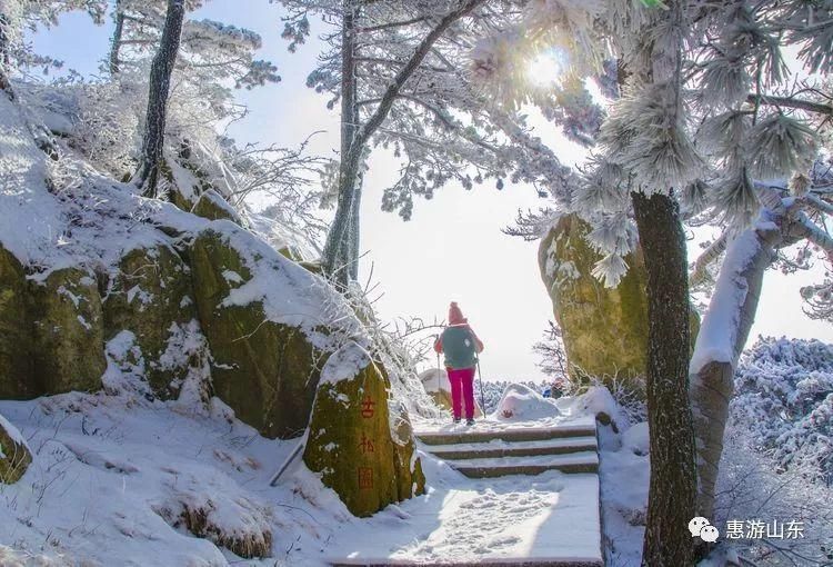 泰山银装素裹后石坞，雪松玉树赛仙境！