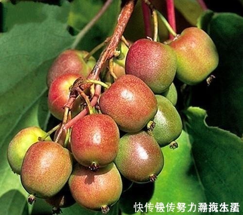 枝条|多种树木都想富!「三种树」随手掰一枝,插土生根,来年可以结果