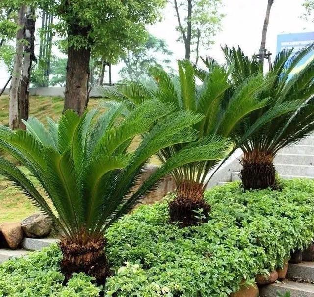 吉祥|8种“丑花”,个个都有好兆头,家里养几盆,镇宅吉祥,越养越爱