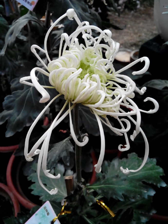 喜欢菊花，不如养盆“菊中珍品”墨蟹，花开如墨，似海蟹横行，美