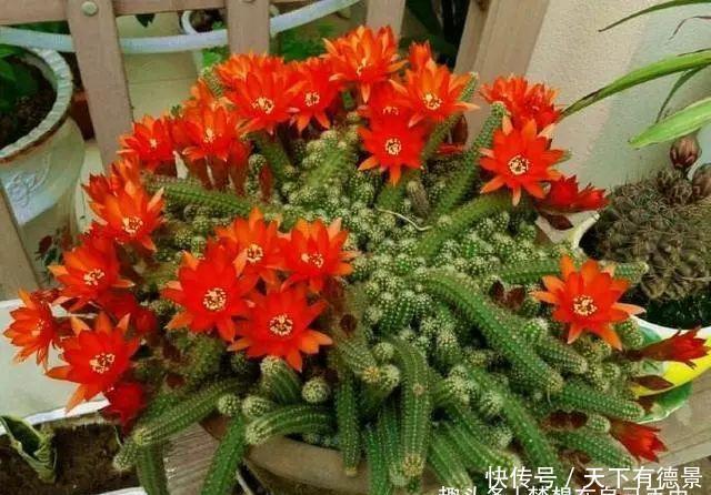  3种多肉很好养，被花友称“热不死”，太阳一晒就“很美”