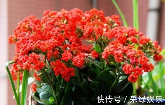 爆盆|养长寿花，“这1招”做好了，比施肥还管用，花开一茬茬，长爆盆