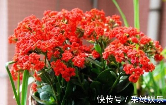 爆盆|养长寿花,“这1招”做好了,比施肥还管用,花开一茬茬,长爆盆