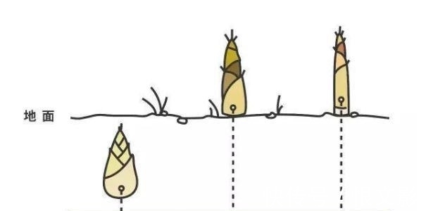 草酸|怎样煮才能把春笋的“怪味”去除，究竟是什么物质导致了笋的“怪味”？