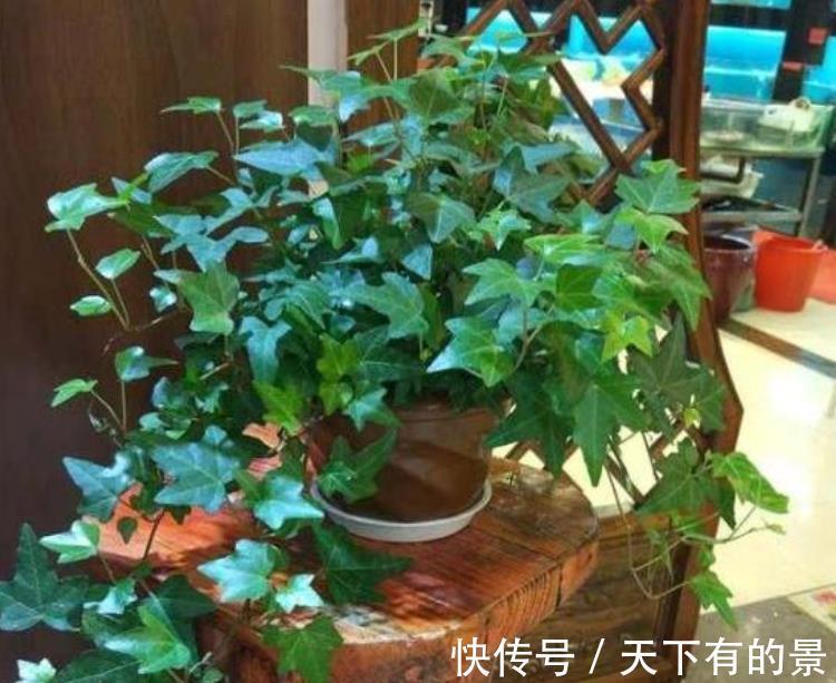 病虫害|养花出现“小黑飞”,4个原因引起,教你小妙招,轻松灭掉又省心