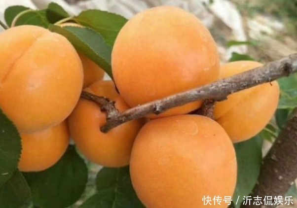 樹體|杏光澤肌膚、養(yǎng)顏美容，農(nóng)民種植掌握病害防治，收獲高產(chǎn)優(yōu)質(zhì)杏子