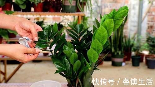 花草|这些垃圾废料拿来养花，你以为是“青铜”，结果全是“王者”