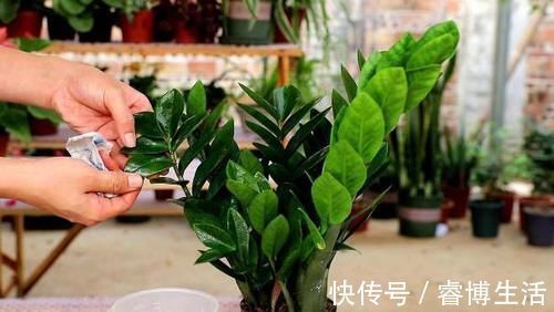 花草|这些垃圾废料拿来养花,你以为是“青铜”,结果全是“王者”