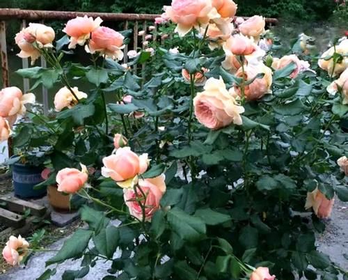 花草盆栽生红蜘蛛、蚜虫，别光粗暴地用手抓！