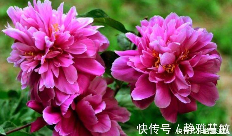 桔梗|养花就养此4种,好养易活花量大,还能散发淡淡的香气