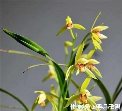 施肥|只需这4招,兰花不烂根不黄叶,长得好易开花!