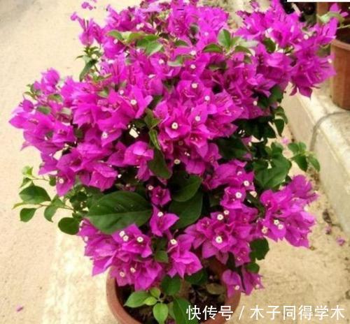 过冬|冬天养三角梅,了解掌握3个要点,安全过冬,长成繁花小老桩!