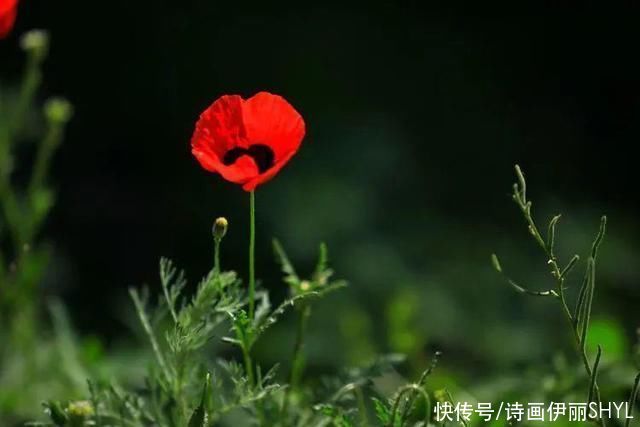 艳压群芳|美丽新疆:天山红花红似火