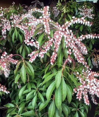 杜鹃花科|在家养4种大型观叶绿植,把家里变成天然氧吧,大大提升空气质量