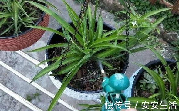 烂根|养花浇水,把控不好总引起烂根盆底铺垫上它们,轻松养根护根