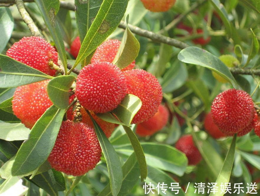 葡萄|女性想要皮肤好,下列食物要多吃,延缓衰老,补血养气