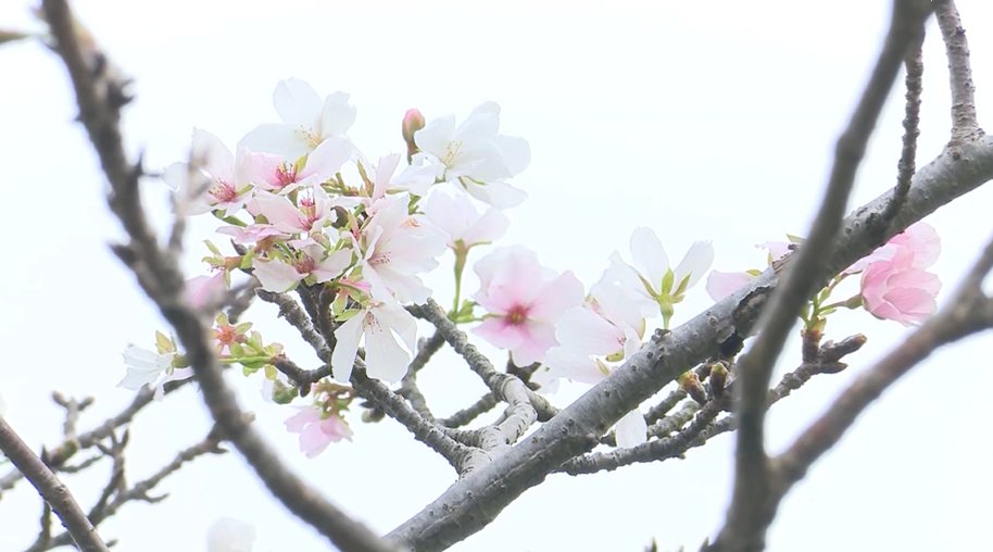 桂花|奇！富春江边樱花桂花齐开放