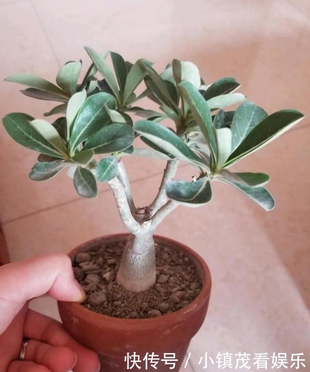 买回来|沙漠玫瑰买回来有3岁了还不开花是怎么回事?求解决方法