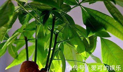 5种花黄叶别心软,狠心剪几刀,新叶冒不停,叶茂花更旺