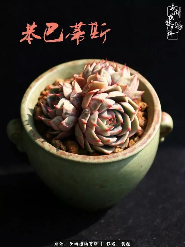 养了三年多肉，终于明白佛系养肉才是王道！