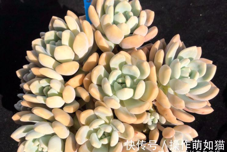 有一种新的多肉叫克洛伊,据说是洛神的杂交后代,别说它们还真像